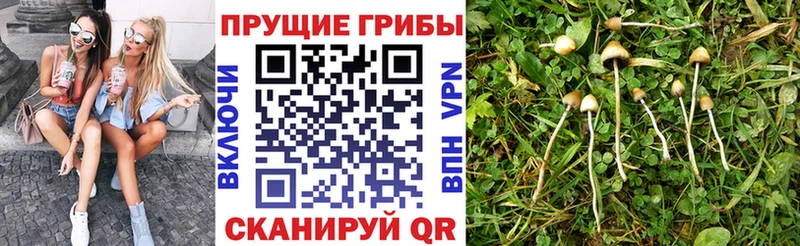 Псилоцибиновые грибы прущие грибы  Абакан 